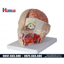 Mô hình giải phẫu đầu não bóc tách